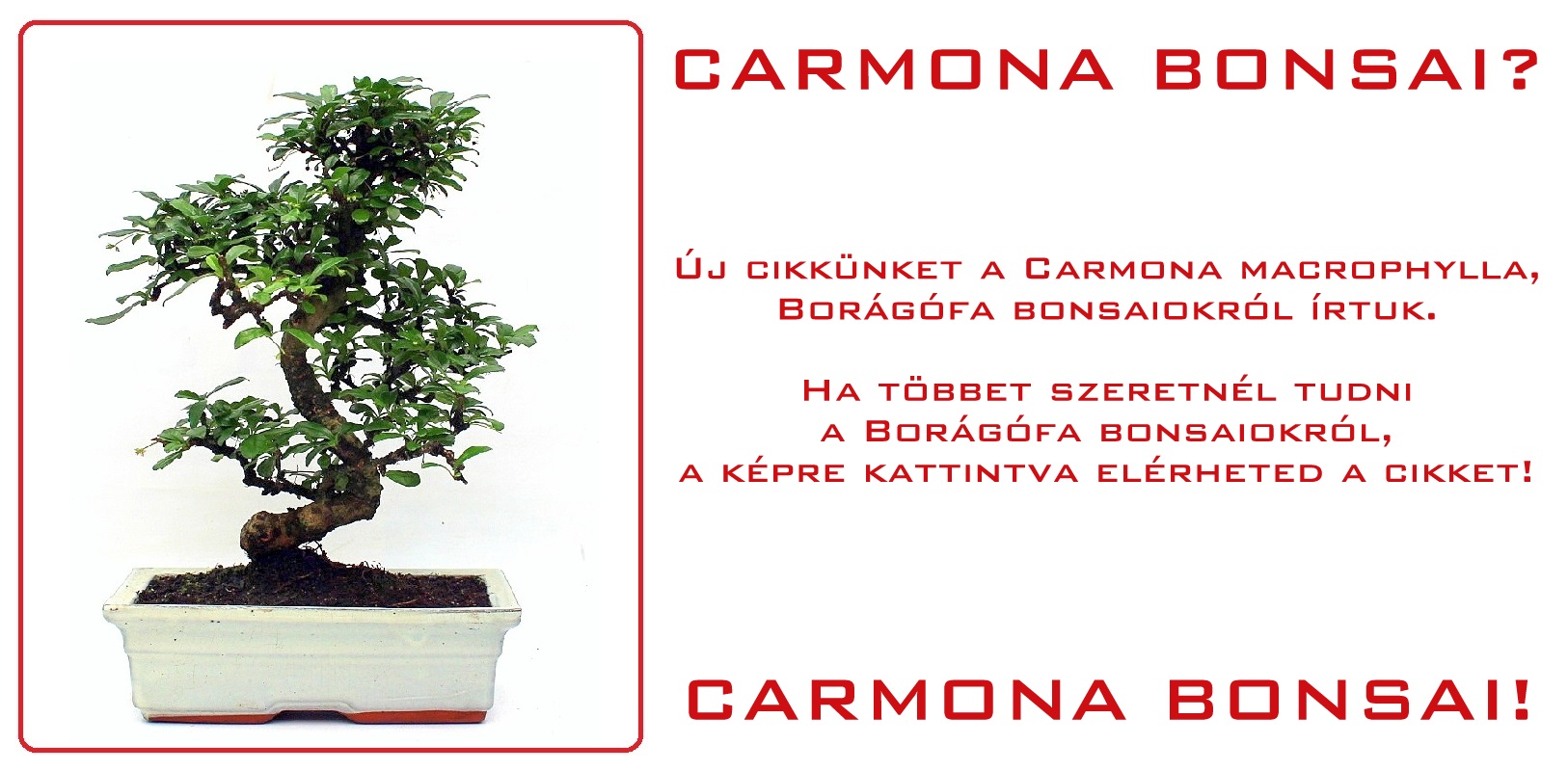 belteri bonsai szoba bonsai ficus ulmus carmona serissa es mas bonsaj fa kinalat rendelheto vasarlasi lehetoseg